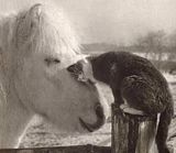 PonyCatWeb.jpg